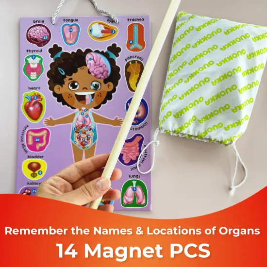 Magnetic Montessori Puzzles for Kids | Anatomy {4}