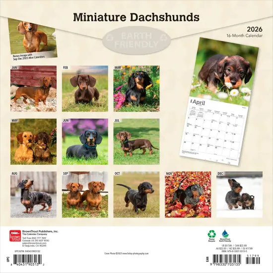 Miniature Dachshunds | 2026 12 x 24 Inch (Hanging) Monthly Square Wall Calendar | Plastic-Free {2}