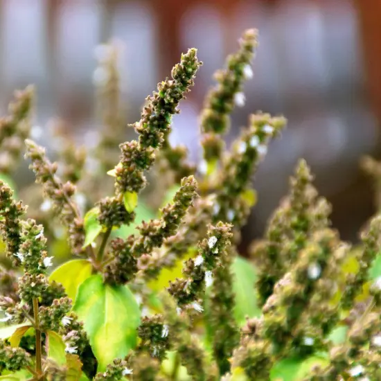 Patchouli - Premium Fragrance Oil {1}