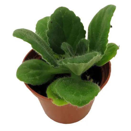 Crossroads Asian Violet - 2.5" Pot - Collector's Series {3}