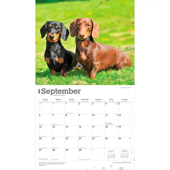 For the Love of Dachshunds | 2026 14 x 24 Inch (Hanging) Monthly Deluxe Wall Calendar | Foil Stamped Cover | Plastic-Free {4}