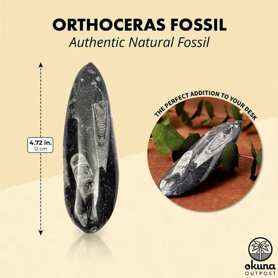 Orthoceras Bone Replica for Kids, Teaching Supplies Decoration (4.7 In) Multicolor {2}