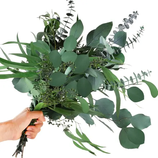 12Pcs Mixed Real Dried Eucalyptus Leaves Stems - Preserved Eucalyptus Branches, Silver Dollar Eucalyptus, Seeded Eucalyptus Bouquets for Vase Floral Arrangements Wedding Greenery Decor {1}