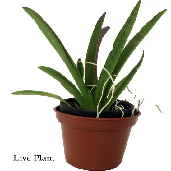 Tiny Dancer- Tolumnia- Miniature Orchid Plant without Flower Spike - 2" Pot - Beautiful House Plant {2}