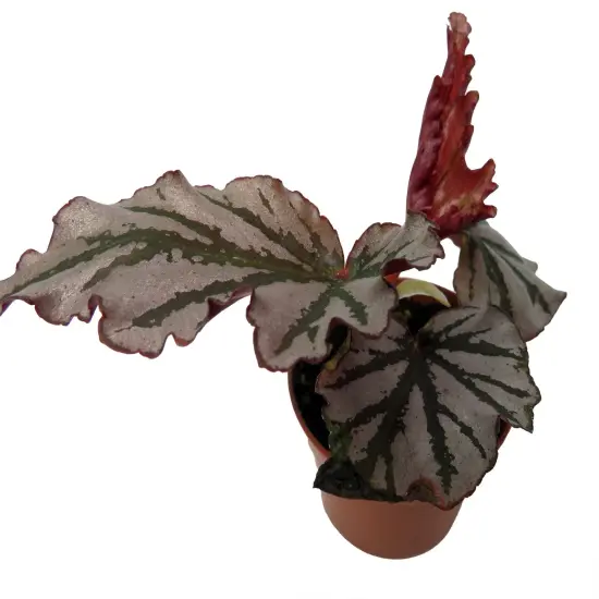 Kismet Begonia Plant -2.5" Pot- Terrarium/Fairy Garden/HousePlant {5}