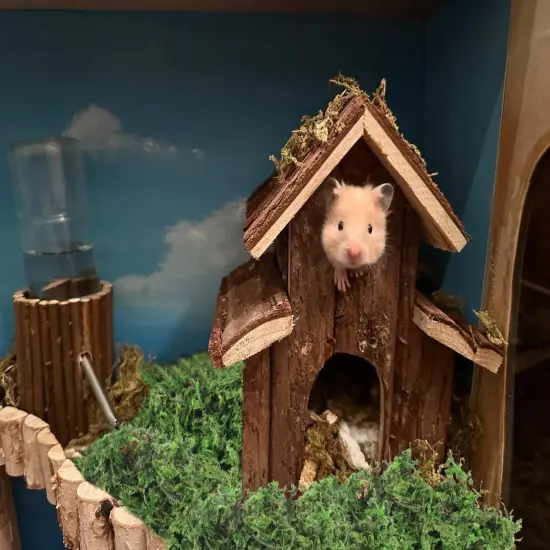 Artificial Moss, 17.6 OZ Green Moss for Decorating, Faux Moss for Crafts, Decorative Moss for Plants Indoor, Table Centerpieces, Fairy Garden Wedding Decor {5}