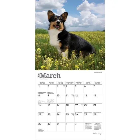 Welsh Corgis | 2026 7 x 14 Inch (Hanging) Monthly Mini Wall Calendar {3}