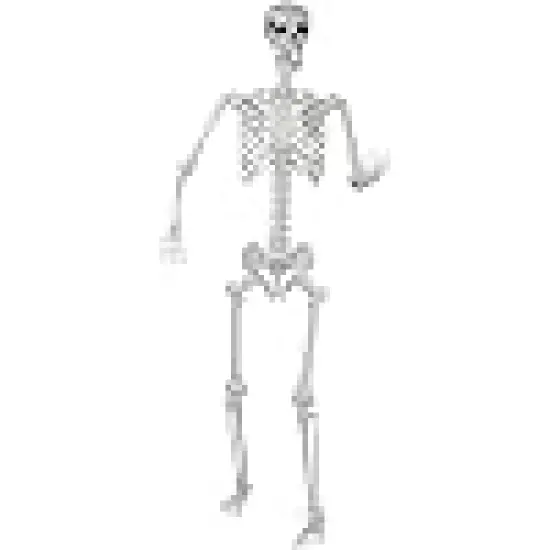 Realistic Life Size Skeleton with Movable Joints for Halloween {1}