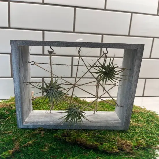 Air Plant Frame Holder {5}