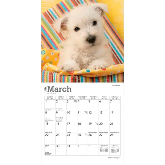 West Highland White Terrier Puppies | 2026 7 x 14 Inch (Hanging) Monthly Mini Wall Calendar {3}