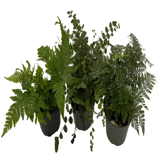 Fern Assortment - 3 Pack in 4" Pots {3}