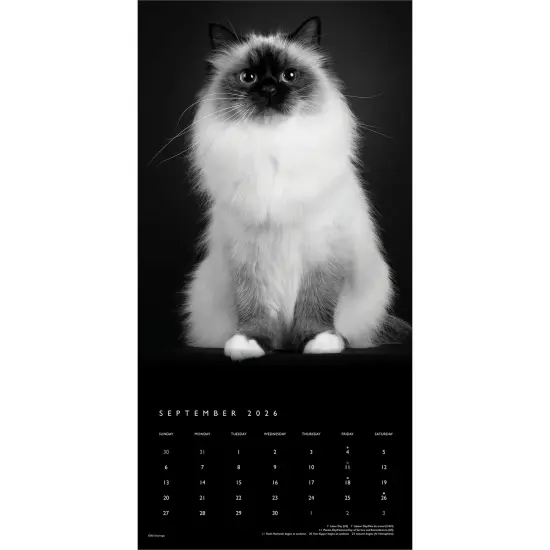 The BrownTrout Portrait Series: The Regal Cat | 2026 12 x 24 Inch (Hanging) Monthly Square Wall Calendar | Plastic-Free {4}