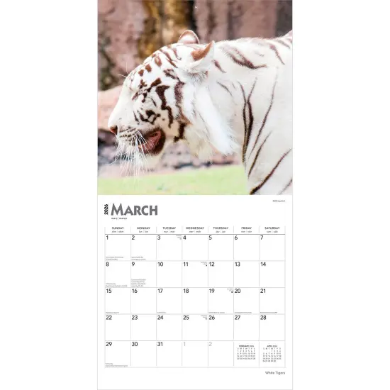 White Tigers | 2026 12 x 24 Inch (Hanging) Monthly Square Wall Calendar | Plastic-Free {3}