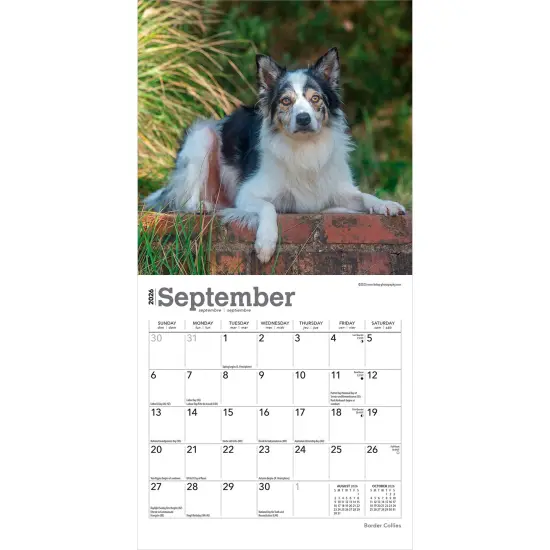 Border Collies | 2026 7 x 14 Inch (Hanging) Monthly Mini Wall Calendar {4}
