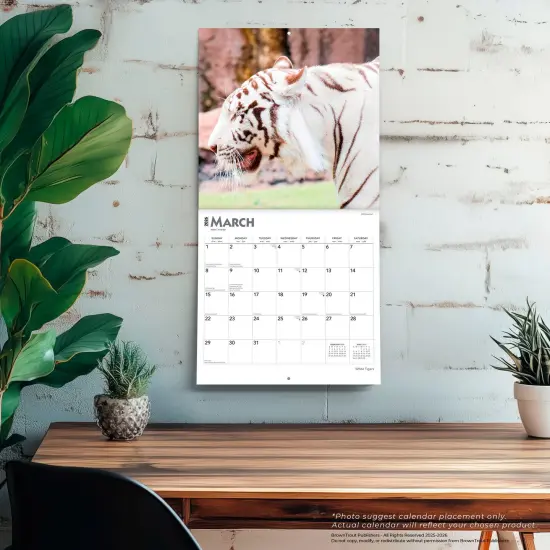 White Tigers | 2026 12 x 24 Inch (Hanging) Monthly Square Wall Calendar | Plastic-Free {5}