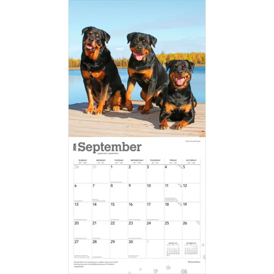 Rottweilers | 2026 12 x 24 Inch (Hanging) Monthly Square Wall Calendar | Plastic-Free {4}