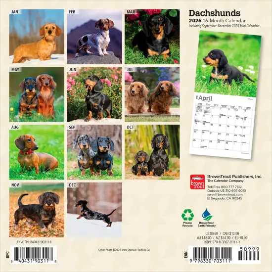 Dachshunds | 2026 7 x 14 Inch (Hanging) Monthly Mini Wall Calendar {2}