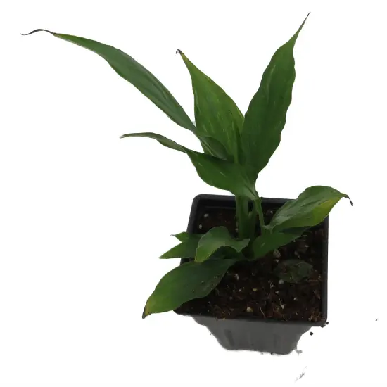 Disco Peace Lily Plant - Spathyphyllium - 2.5" Pot {4}