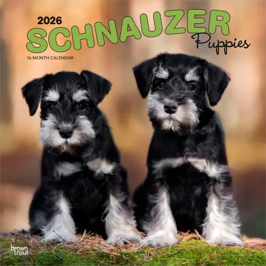 Schnauzer Puppies | 2026 12 x 24 Inch (Hanging) Monthly Square Wall Calendar | Plastic-Free {1}