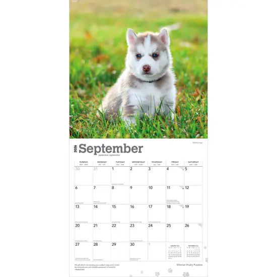 Siberian Husky Puppies | 2026 12 x 24 Inch (Hanging) Monthly Square Wall Calendar | Plastic-Free {4}
