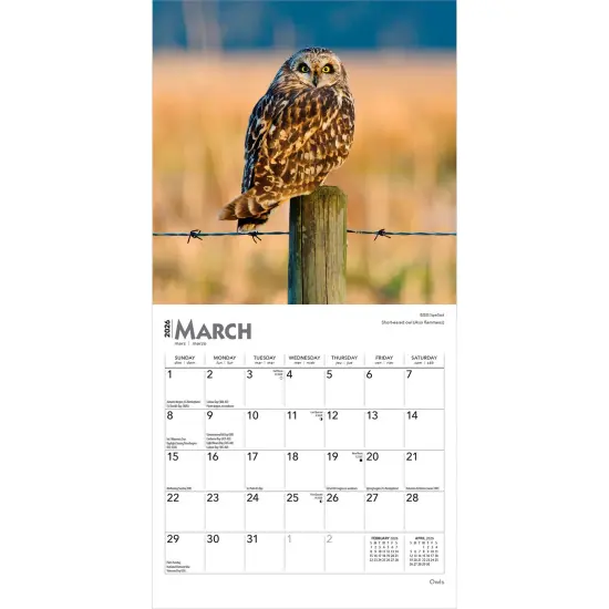 Owls | 2026 7 x 14 Inch (Hanging) Monthly Mini Wall Calendar {3}