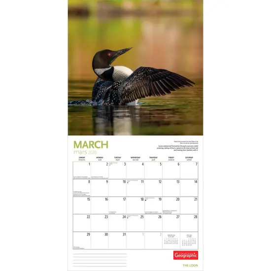 Canadian Geographic The Loon OFFICIAL | 2026 12 x 24 Inch (Hanging) Monthly Square Wall Calendar | Foil Stamped Cover {3}