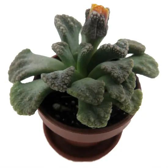 Dinosaur Foot Living Stone Plant - Titanopsis - 1" Pot - Collector's Series {5}