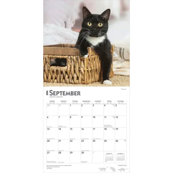 Tuxedo Cats | 2026 12 x 24 Inch (Hanging) Monthly Square Wall Calendar | Plastic-Free {4}