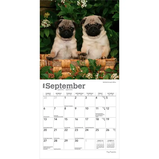 Pug Puppies | 2026 7 x 14 Inch (Hanging) Monthly Mini Wall Calendar {4}
