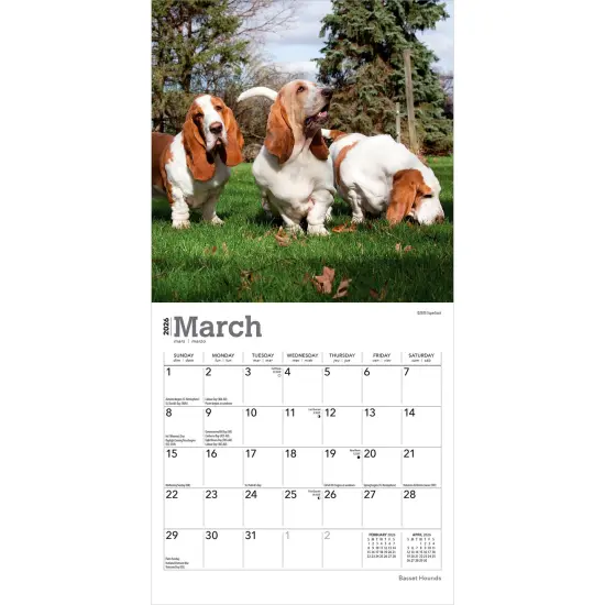 Basset Hounds | 2026 7 x 14 Inch (Hanging) Monthly Mini Wall Calendar {3}