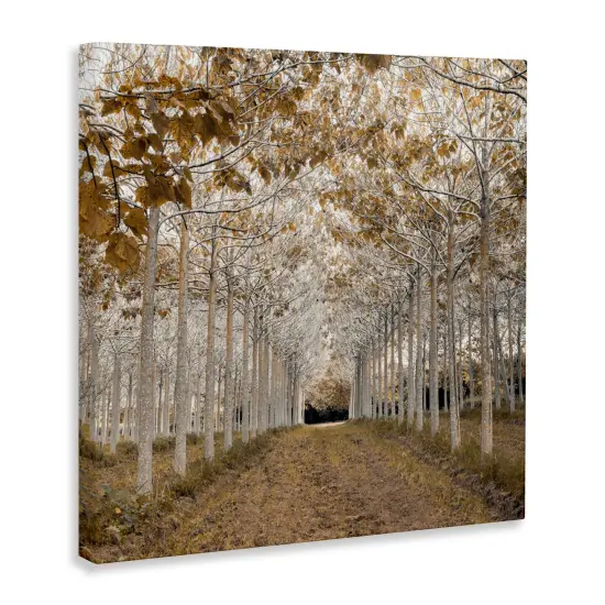 Stupell Industries White Gold Birch Grove Canvas, design by Assaf Frank {3}