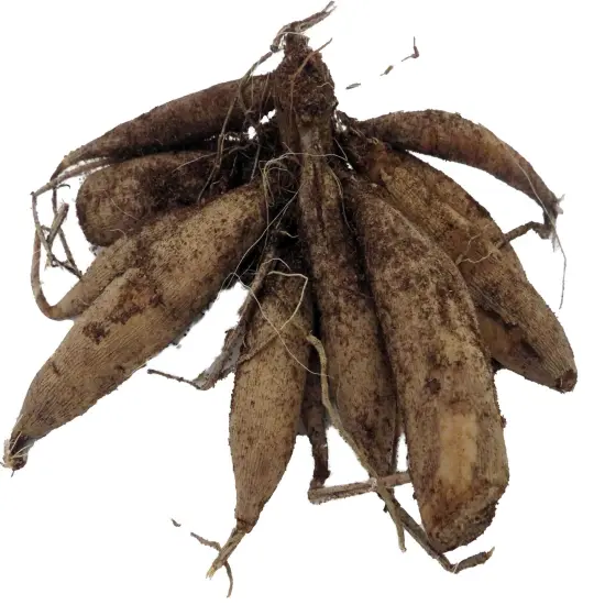 Bacardi - Decorative Flower - #1 Size Root Clump {3}