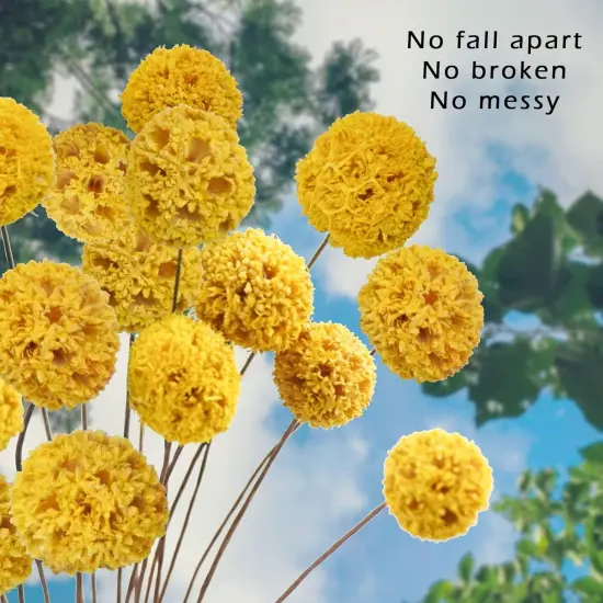 24 PCS 18&rdquo; Dried Craspedia Billy Balls Flowers - Yellow {4}