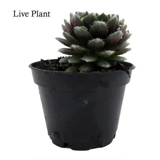 Chick Charmlettes&reg; Nerdy Nelly - Sempervivum - 2" Pot {1}