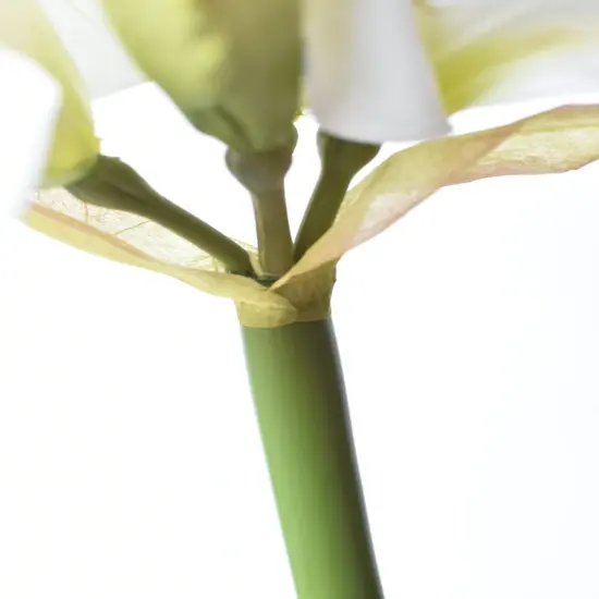 29" Faux White Amaryllis Stem {6}