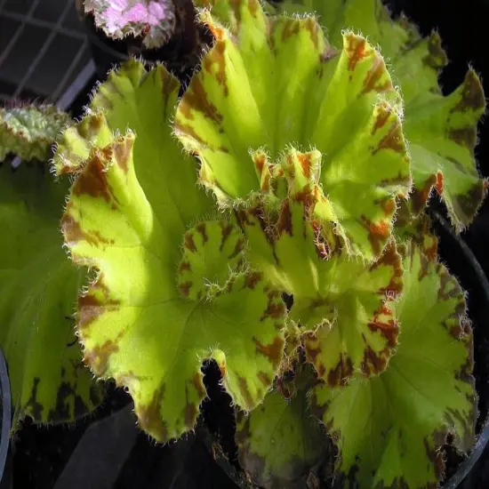 Baby Dress Begonia Plant - 2.5" Pot - Terrarium/Fairy Garden/HousePlant {3}