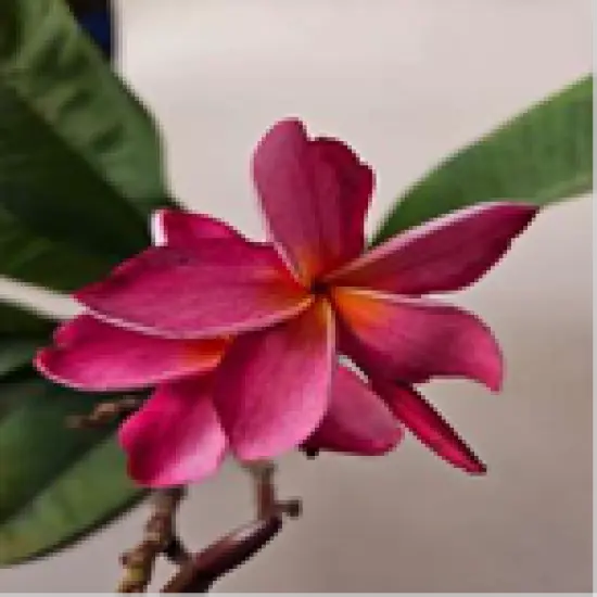 Exotic Thailand Mauve Plumeria Plant - Frangipani - 8-10" Cutting {1}