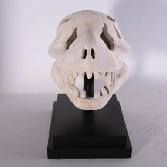T-Rex Dinosaur Skull Life Size Statue {6}