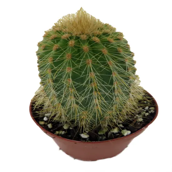 Golden Torch Cactus-Vatricania Guentheri- 2" Pot {3}