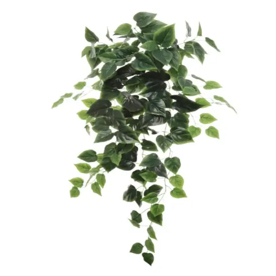 2PC Hanging Philodendron Bush 36" - 2025 Spring Collection {1}