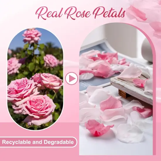 180 PCS Real Pink White Rose Flower Petals Confetti for Wedding {4}