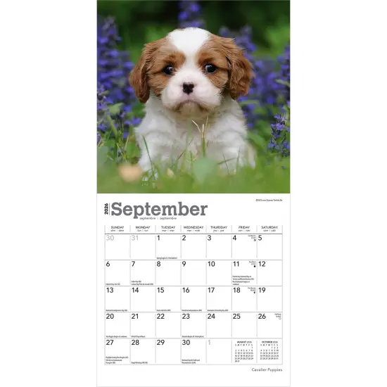 Cavalier King Charles Spaniel Puppies | 2026 7 x 14 Inch (Hanging) Monthly Mini Wall Calendar {4}