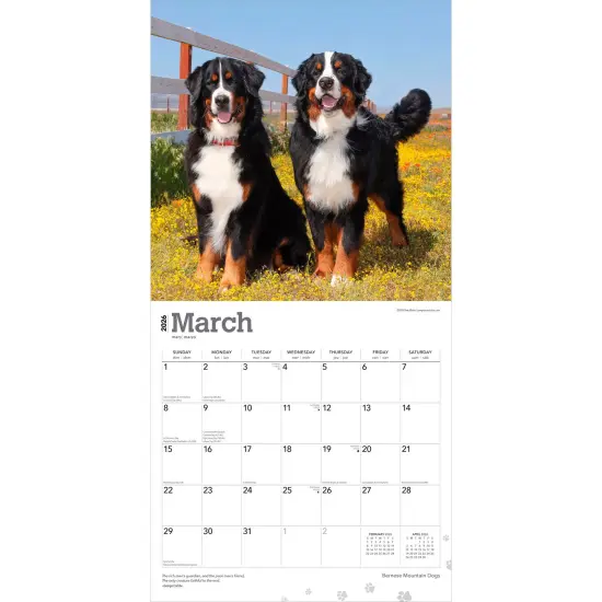 Bernese Mountain Dogs | 2026 12 x 24 Inch (Hanging) Monthly Square Wall Calendar | Plastic-Free {3}