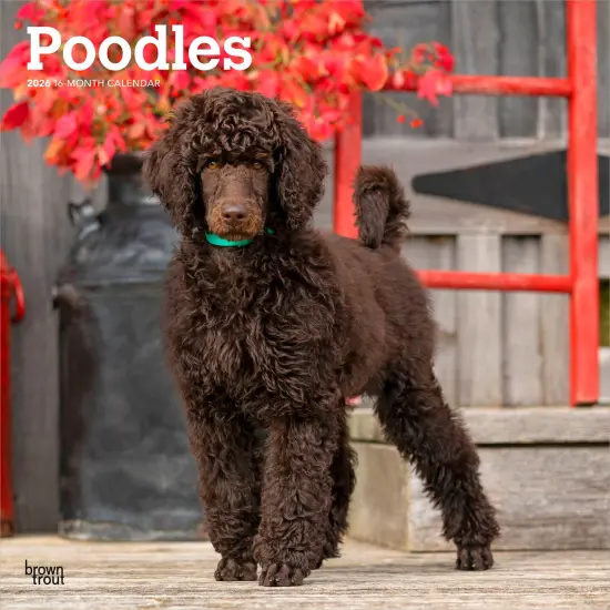 Poodles | 2026 12 x 24 Inch (Hanging) Monthly Square Wall Calendar | Plastic-Free {1}