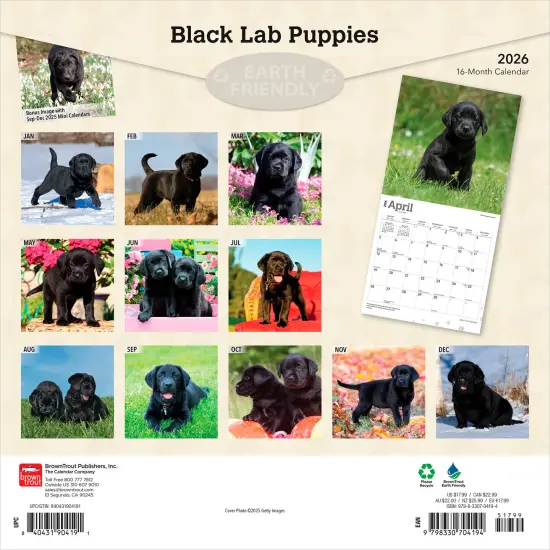 Black Labrador Retriever Puppies | 2026 12 x 24 Inch (Hanging) Monthly Square Wall Calendar | Plastic-Free {2}