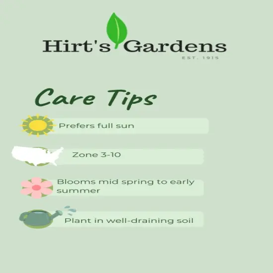 Immortality Tall Bearded German Iris - REBLOOMER - One Top Size Root {4}