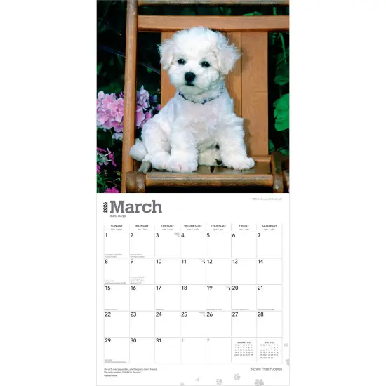 Bichon Frise Puppies | 2026 12 x 24 Inch (Hanging) Monthly Square Wall Calendar | Plastic-Free {3}