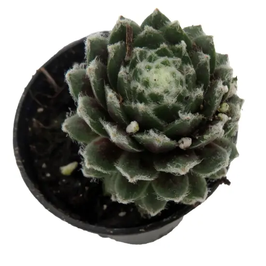 Chick Charmlettes&reg; Nerdy Nelly - Sempervivum - 2" Pot {3}