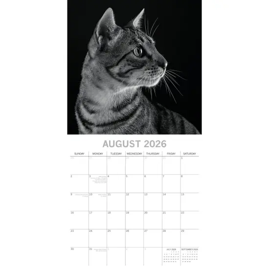 The Gifted Stationary 2026 Square Wall Calendar, Cat Portraits, 16-Month Black and White Photos with 180 Reminder Stickers (12 x 12 In) Multicolor {3}