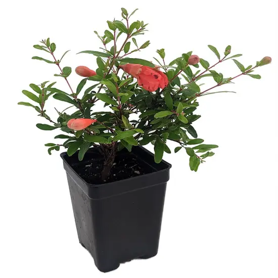 Dwarf Pomegranate Plant- Punica - Bonsai/Houseplant/Outdoors - Edible - 2.5" Pot {1}